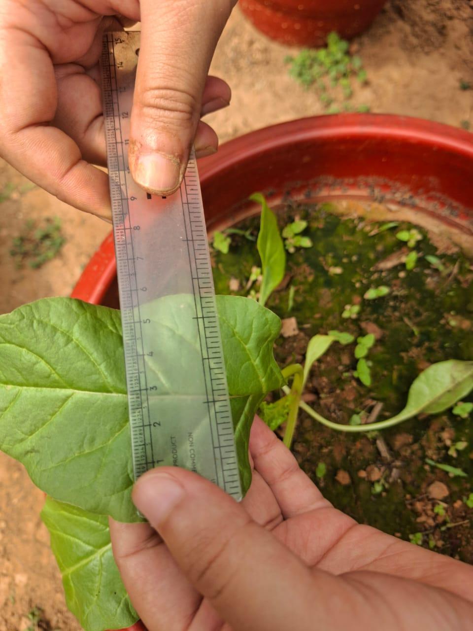leaf size