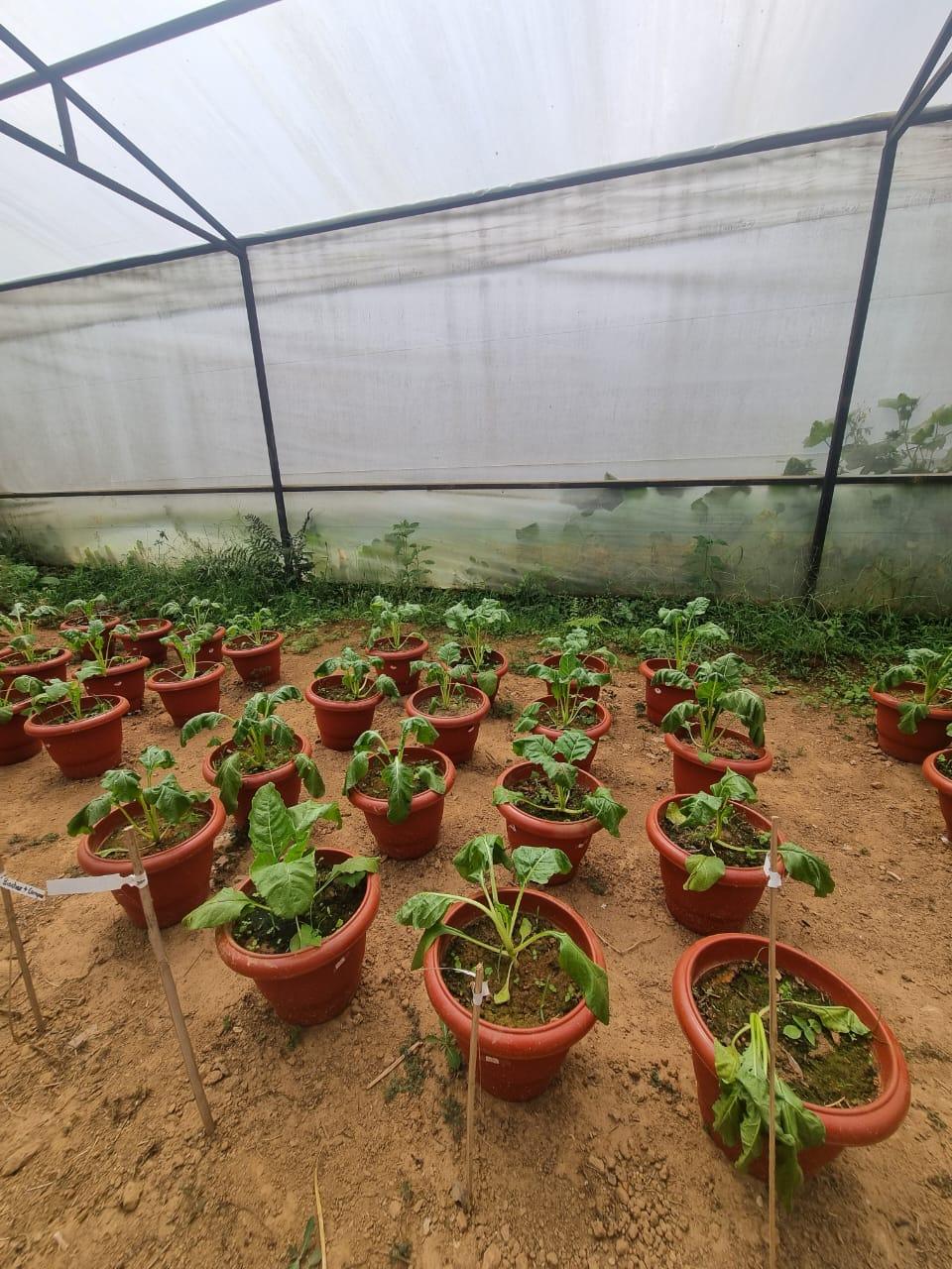 greenhouse trials