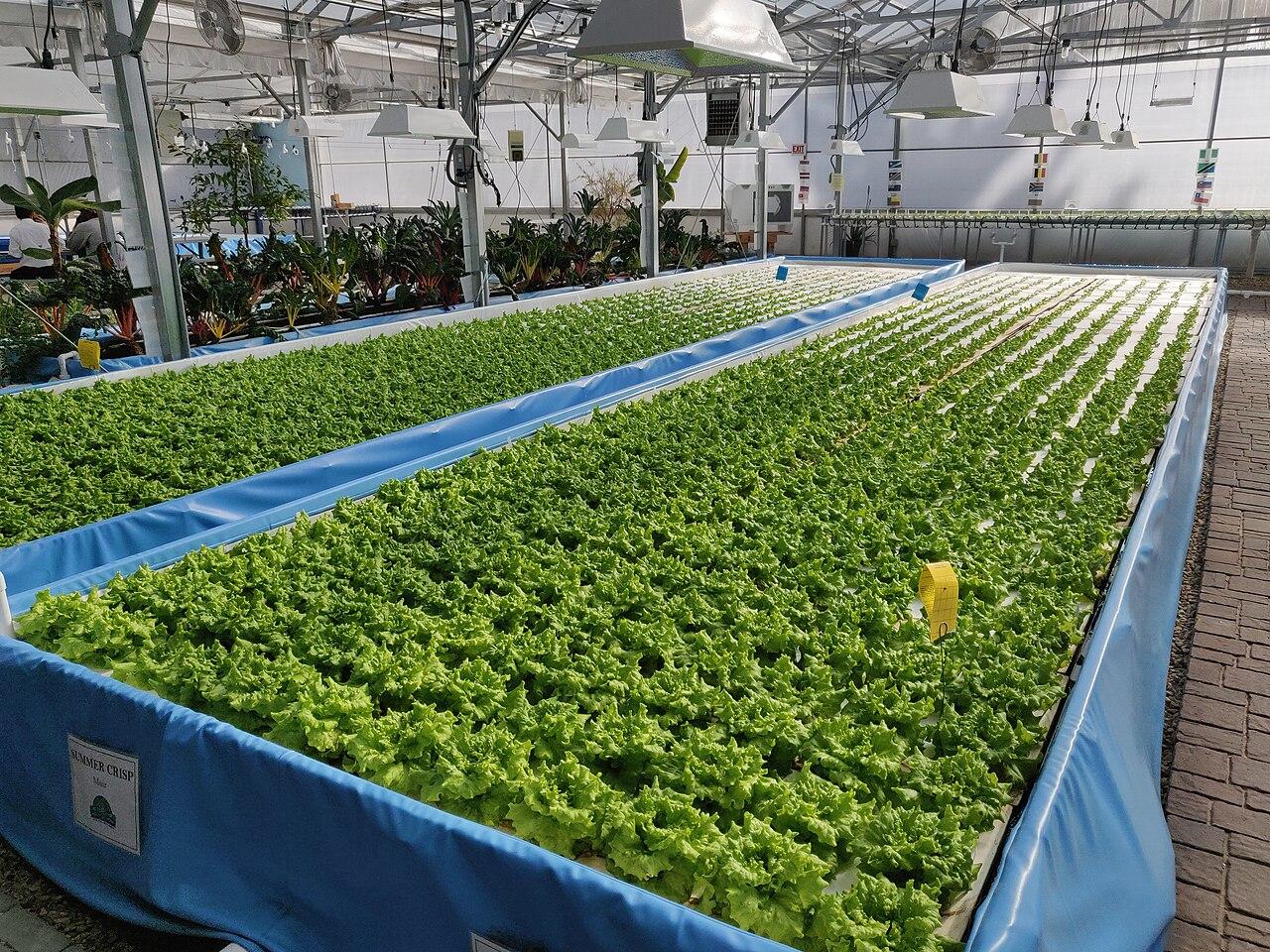 Aquaponics lettuce