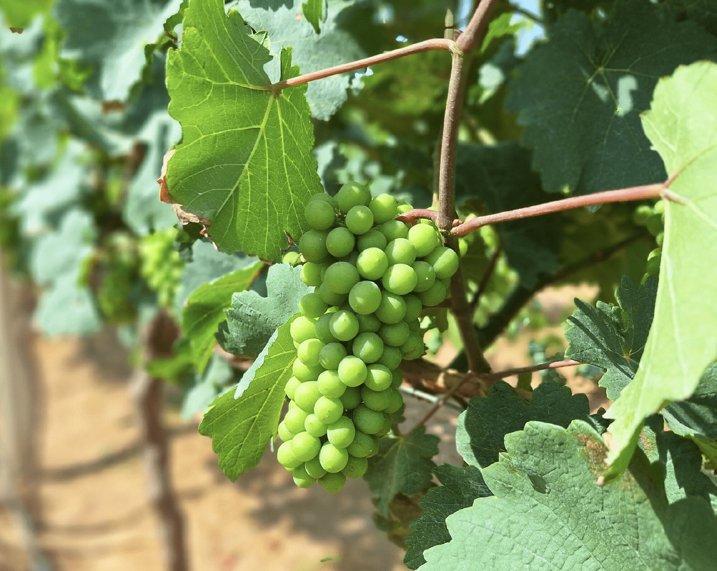 wine grapes
