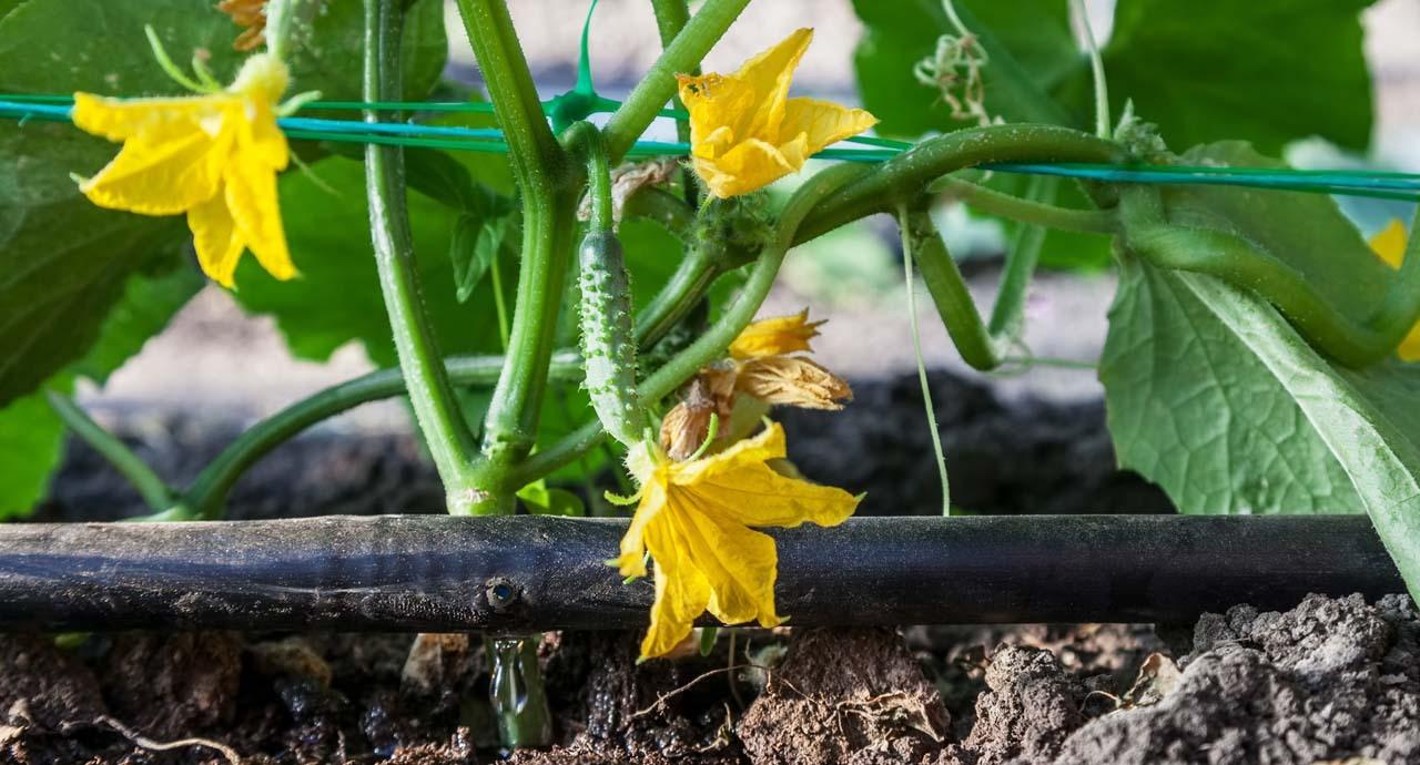 Cucumber drip