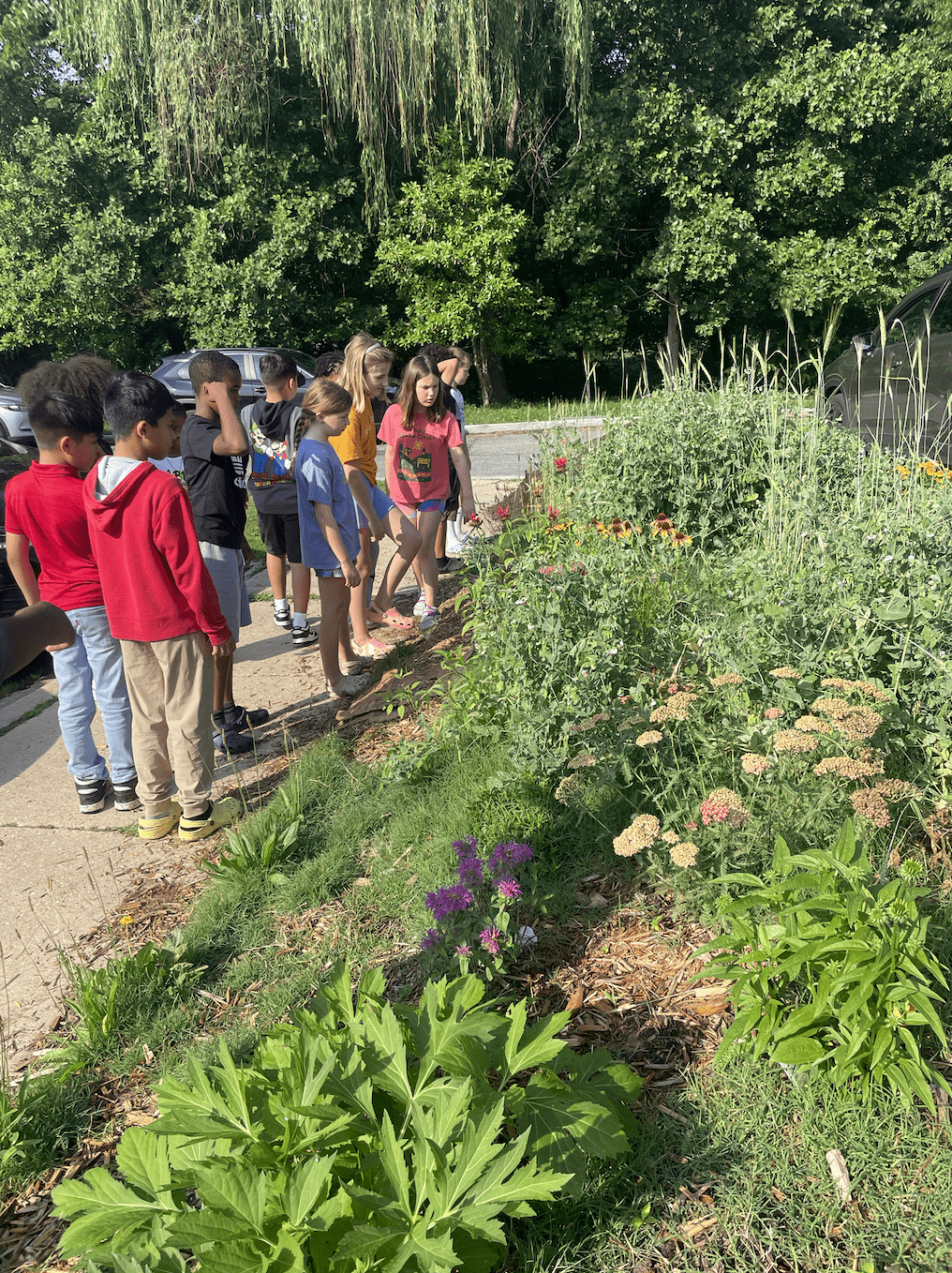 pollinator garden