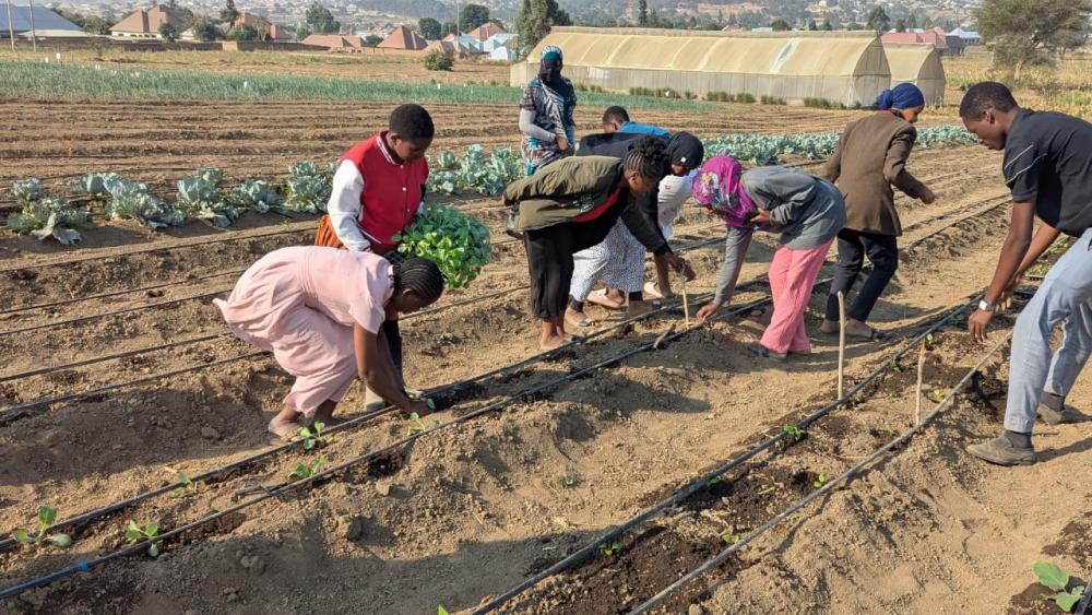planting cabbage